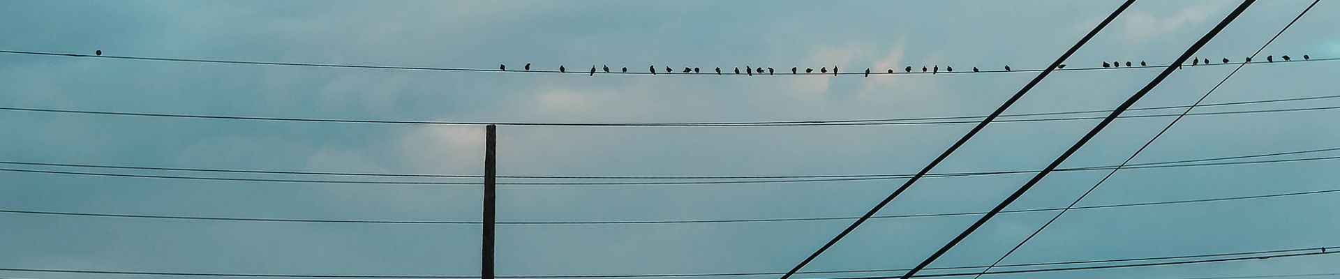 Market communication - Birds on power line