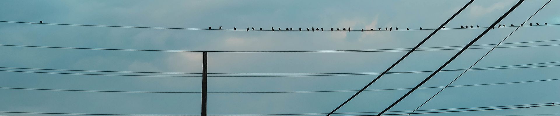 Comunicación de mercado - Pájaros en la línea eléctrica